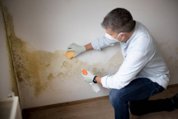 Best Mold Remediation for Rental Properties  in USA